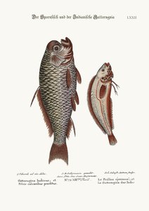 O peixe-espinho e o gattorugina indiano, 1749-73